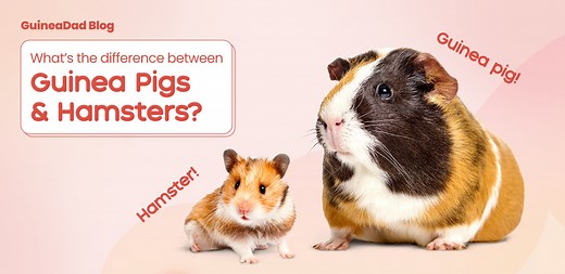 Should I Get Hamster or Guinea Pig? | Guinea Pig vs Hamster