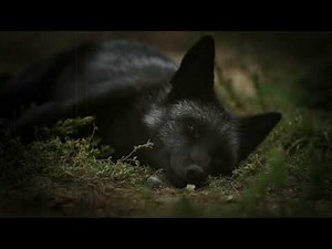 Why Silver Foxes Are So Rare in the Wild