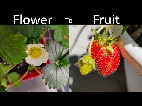 The Life Cycle of a Strawberry: Captivating Time-Lapse Footage