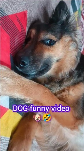 DOG VIRAL VIDEOS #funny #viralvideos #viral #pets #doggielife #comedy