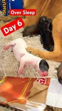 Day 6 Puppies Over Sleep #puppy #cute #viral #dog #shorts #shortvideo