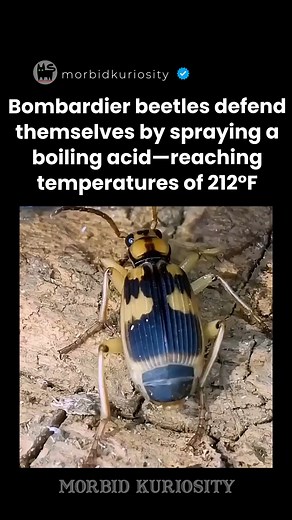 Bombardier beetles defend themselves by spraying a boiling, noxious chemical at predators. This defense mechanism involves a chemical reaction between two separate compounds, hydrogen peroxide and hydroquinone, which are stored in separate compartments within the beetle's abdomen. When threatened, the beetle squirts these chemicals into a reaction chamber where they mix with enzymes, causing a violent exothermic reaction that generates heat and pressure. This pressure forces the boiling, irritat