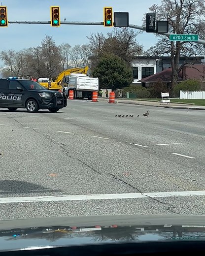 276K views · 8.1K reactions | This policeman stopped traffic so that a mother duck and her babies could cross the road  | Furry Tails | Facebook