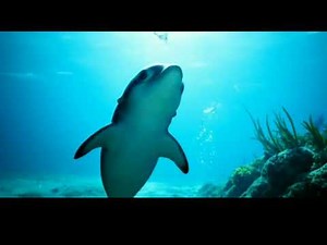 dolphin's baby 🐬 birth