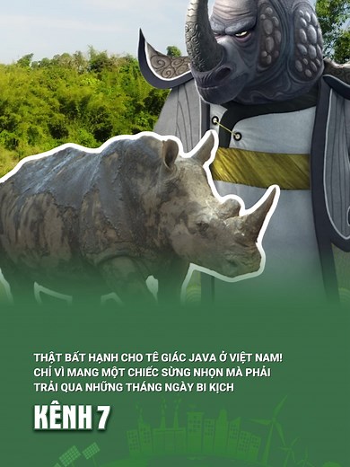 Thật bất hạnh cho tê giác Java ở Việt Nam Chỉ vì mang trên đầu một chiếc sừng nhọn mà phải trải qua những tháng ngày bi kịch #kenh7 #kenh7green #higreen #metamultimedia #tegiac #tegiacjava #baovedongvat #dongvatquyhiem