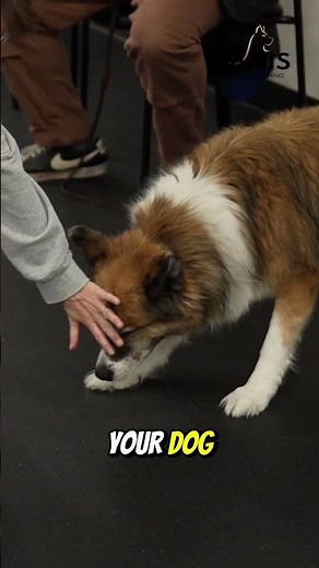 How you talk to your dog matters more than you think 🐶