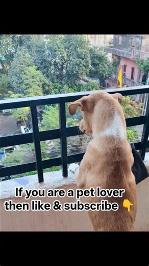 angry Labrador lll🚫🚫💢💢#youtubeshorts #shorts #shortsfeed #trendingshorts