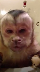 18K views · 2K reactions | Dinner Etiquette Rule 1: No smacking, unless you're George  #vintagevideos #snacks #georgieboy #memories | Georgie Boy the Monkey | Facebook