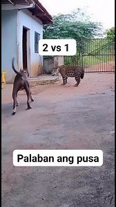 23 reactions | #palaban #reygallatv #reygalladiscar #viralvedeo #pusa #aso #tiger | Rey Discar Galla | Facebook
