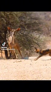 3.1K views | The beauty of wildlife explore extraordinary wildlife safari in Malawi with us. whether you need to see the big five ,we got you covered .trust the process | WAYNE B ECO TOURS | Facebook