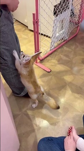 #フェネック