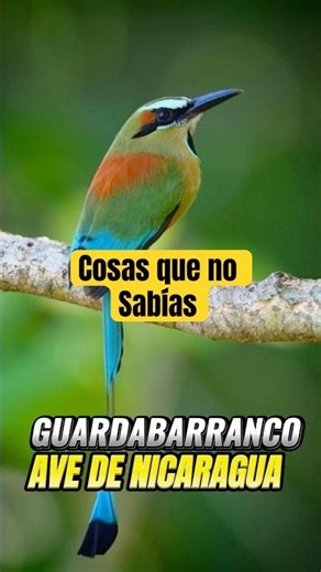 😱 It's Not Just a Bird… It's the Symbol of Freedom for an Entire Country
