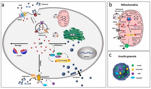 Iron Metabolism in Pancreatic Beta-Cell Function and Dysfunction | MDPI