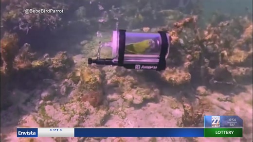 Parrot explores the ocean in his submarine