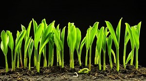 Corn Plant Growing Timelapse Grain Seeds Stock Footage Video (100% Royalty-free) 1085330627 | Shutterstock