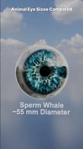 Animal Eye Sizes Compared 👀🐘 | Biggest Eyes in the Animal Kingdom