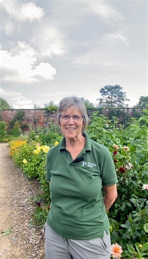 🌸 Love Gardens? Love Tatton? Join our fab team of volunteers! 🌿 Whether it’s raking moss in the tranquil Japanese Garden or dead-heading roses in the Edwardian Rose Garden, there’s something special waiting for every green-fingered helper (or budding one!). 👩‍🌾 With around 50 volunteers already making a huge difference, we’re looking for more helping hands to keep our gardens flourishing – from hands-on gardening to stewarding and everything in between. 🎥 We asked our current volunteers abo