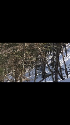 Ready for the tree shuffle | Mod Tongue Racing