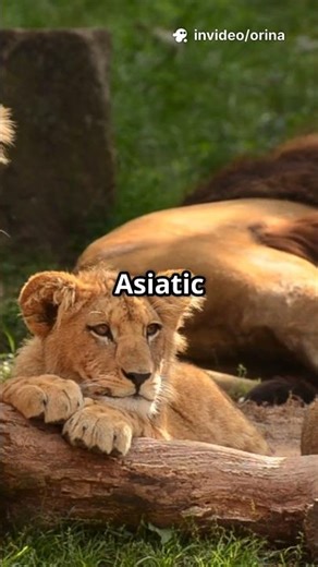 The Majestic Asiatic Lion