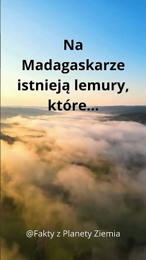 Niezwykłe zwierzęta Madagaskaru – lemury