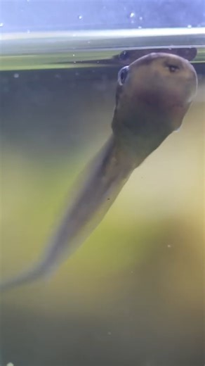 25K views · 447 reactions | The life cycle of an amphibian  #AntsCanada #ACfamily #antloveforever | AntsCanada | Facebook