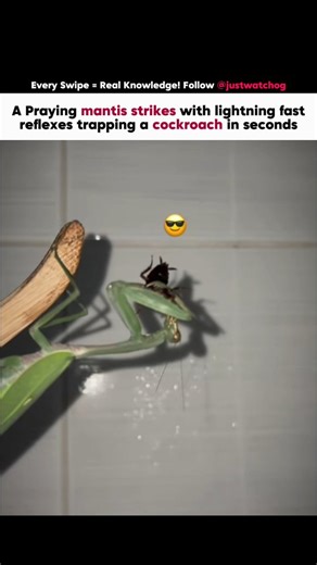 JustWatch on Instagram: "Follow @justwatchog for accurate, fact-based wildlife content that explains what you see, not just shows it A praying mantis is a highly specialized ambush predator with binocular vision that allows precise depth perception, enabling it to judge distance before striking. When a cockroach enters range, the mantis reacts in milliseconds, snapping its spiked raptorial forelegs shut to immobilize the prey instantly These forelegs are designed to grip tightly, preventing esca