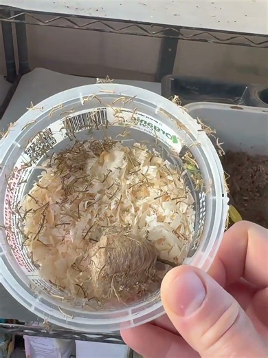 Baby Praying Mantids Just Hatched I Releasing Them Into My Garden 🐛🌿
