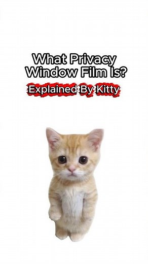 What Privacy Window Film Is? Explained By Kitty