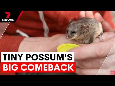 Endangered mountain Pygmy Possum rebounds in the wild | 7NEWS