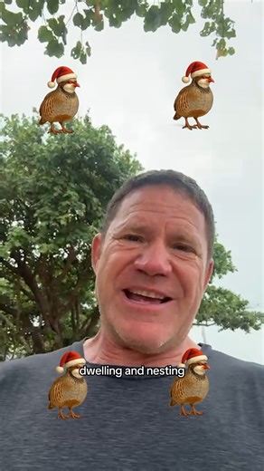 14K views · 219 reactions | Day 12: The Partridge諾 Grey partridges lay some of the largest clutches of any wild bird, often 15 or more eggs, which is why they symbolise fertility. Ground dwellers through and through, so you will not find them perching in a pear tree. #AVeryDeadlyChristmas #Partridge #WinterWildlife | Steve Backshall | Facebook