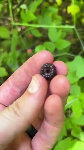 A little known wild berry...