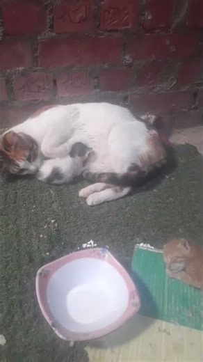 very cute cats