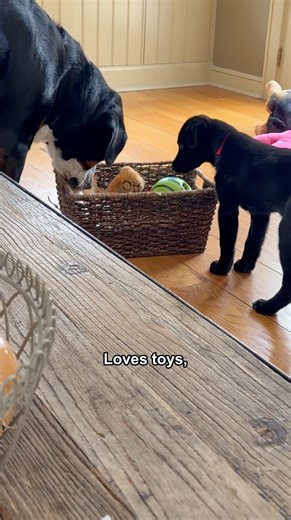 Meet Balou! The most adorable 11 week old Collie/Lab mix! He is your typical sweet, loving, funny puppy! Balou is doing so great with his crate training and he loves to play outside - he just loves the snow! Balou's twin brother Barrett is also up for adoption ) To apply for Balou or Barrett please go to anewchancear.org #anewchanceanimalrescue #adoptables #adoptadog #rescuedogsofinstagram #labmix | A New Chance Animal Rescue