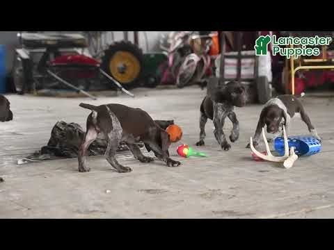Outgoing German Shorthaired Pointer Puppies