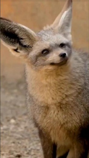 Bat-Eared Fox: The Big-Eared Night Hunter