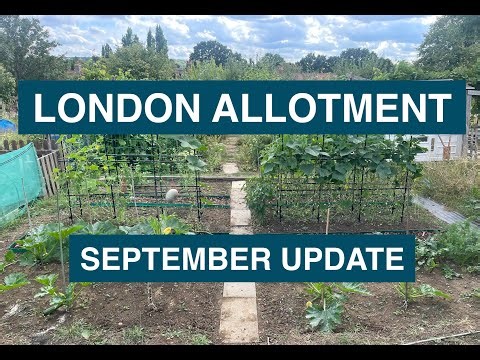London Allotment Tour | September 2025 Update 🌱🍅 UK Gardening End of Summer