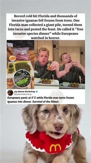 Why Florida Man Turned Frozen Iguanas Into Tacos 🌮 #memes #funny #pets