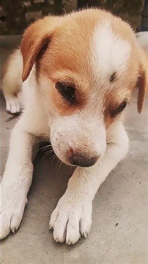 ka matlab kya hota hai best dog funny video