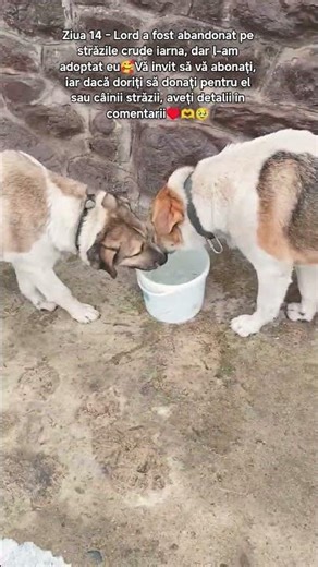 Așa ase bucura blănosii mei. Pe cel ciobanesc, l-am adoptat curand♥️🫶#animals #pets #love #sad