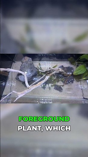 Foreground vs Background: Stop Planting Wrong #aquascape #aquarium #plants #plantedtank