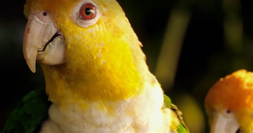 A Wilder View: Why do parrots talk?
