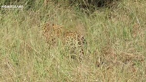 468K views · 4.2K reactions | Watch a leopard hunting in Kruger National Park | Nombekana Safaris and Wildlife Photography | Facebook