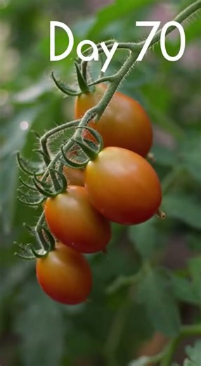 Tomato Plant Growth Timelapse 🌱🍅 | Seed to Harvest in 10s | Nature Motion Lab #shorts