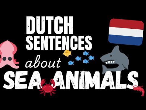 200 B1 Dutch sentences - Marine Animals | Learn Intermediate Dutch vocabulary
