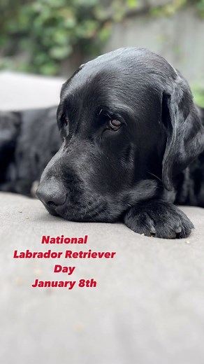 30 reactions · 5 comments | Why Labrador Retrievers? 1. We love them!...