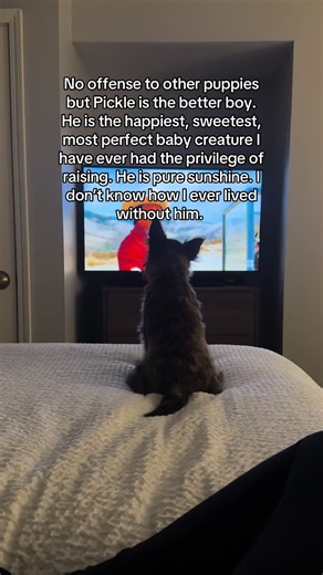 Ash (@ash.andthepawsitivepups)’s videos with Heart of the Forest - Ghibli Melodic & Muses Records