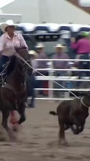 245K views · 6.3K reactions | Reno's passport is getting one more stamp... Viva Las Vegas  | CowboyChannel | Facebook