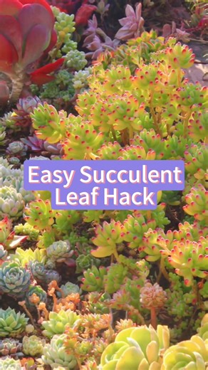 Easy succulent leaf hack #plants #garden #gardeningtips #flowers #succulents | Agriculture 9.9