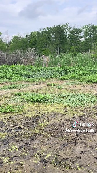 Old duck blinds exposed due to the low water situation | Duck