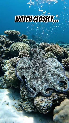 Nature’s Shapeshifter